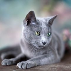 purebred_russian_blue_cat-3-240-240-80-c